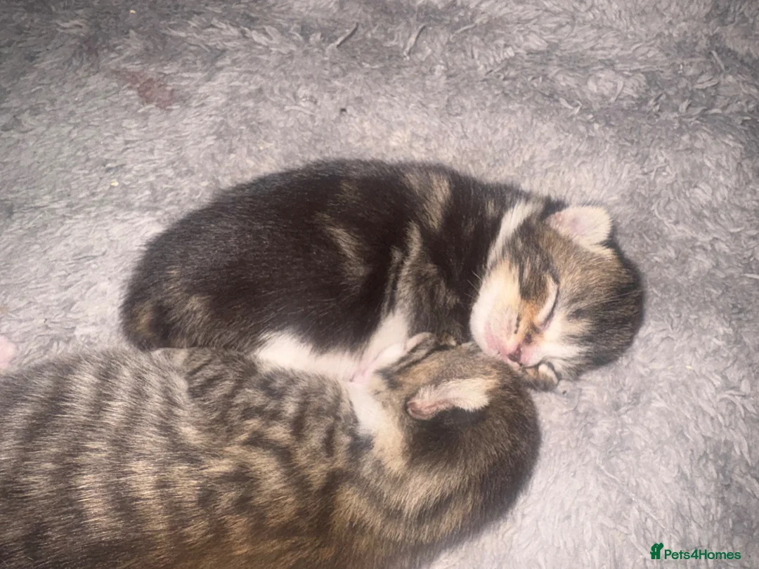 Mixed Breed cats for sale: Two gorgeous kittens - Advert 2