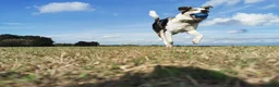 Border Collie dogs for sale: Rehoming beautiful Border Collie (Skye) - Advert 9