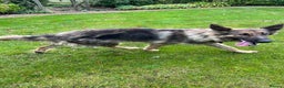 German Shepherd dogs for sale: Long/semi long Hair German Shepherd Puppies - Advert 8