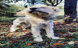 Mixed Breed dogs for adoption: Randolph, 2 - 3 yrs. Available for adoption. - Image 19