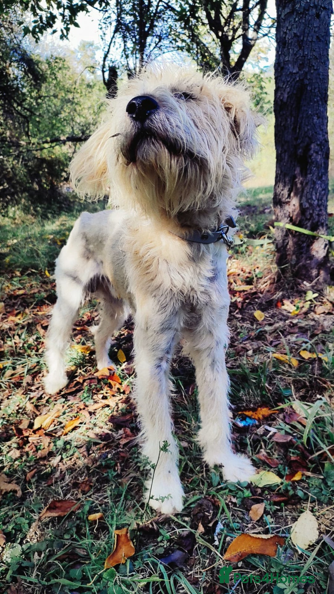 Mixed Breed dogs for adoption: Randolph, 2 - 3 yrs. Available for adoption. - Image 19