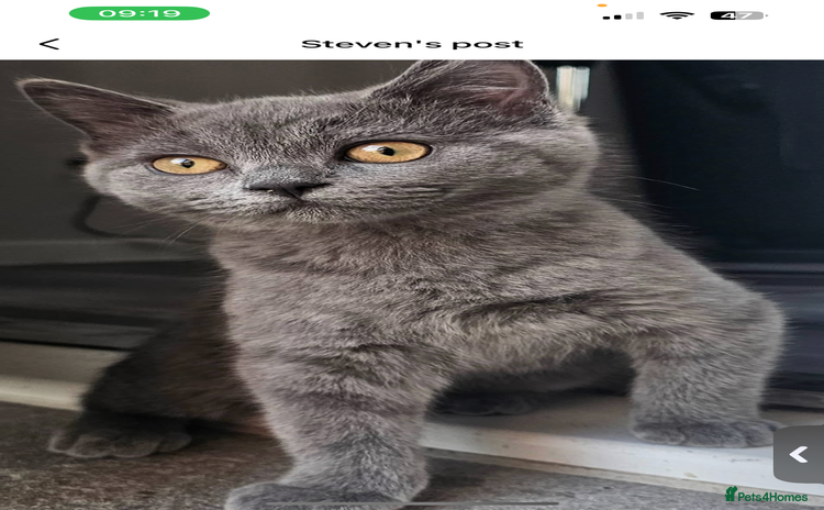British Shorthair cats - Advert 15