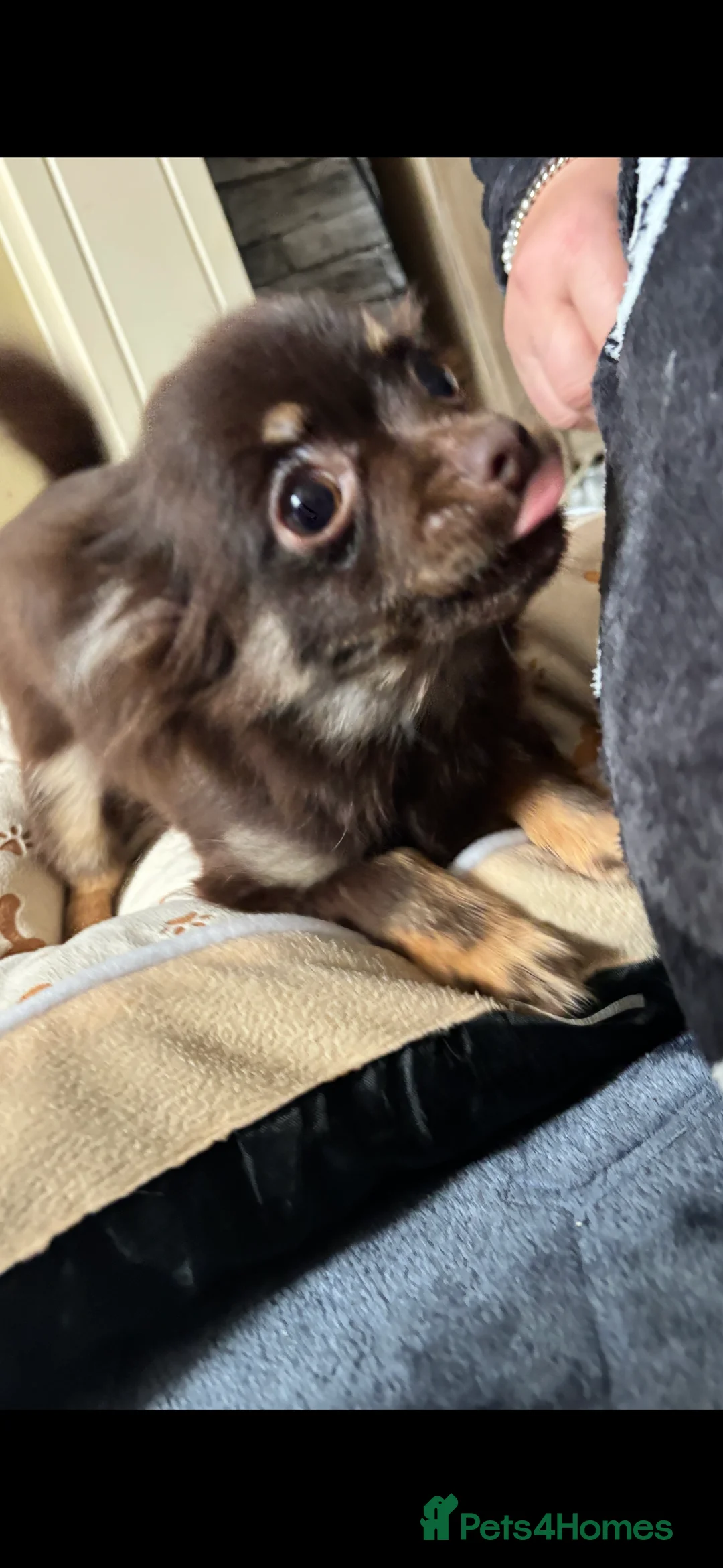 Chihuahua dogs for sale: Beautiful Chocolate Female Chihuahua  - Advert 2