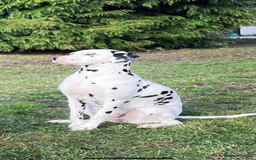Dalmatian dogs for sale: Dalmatian puppies  - Image 16
