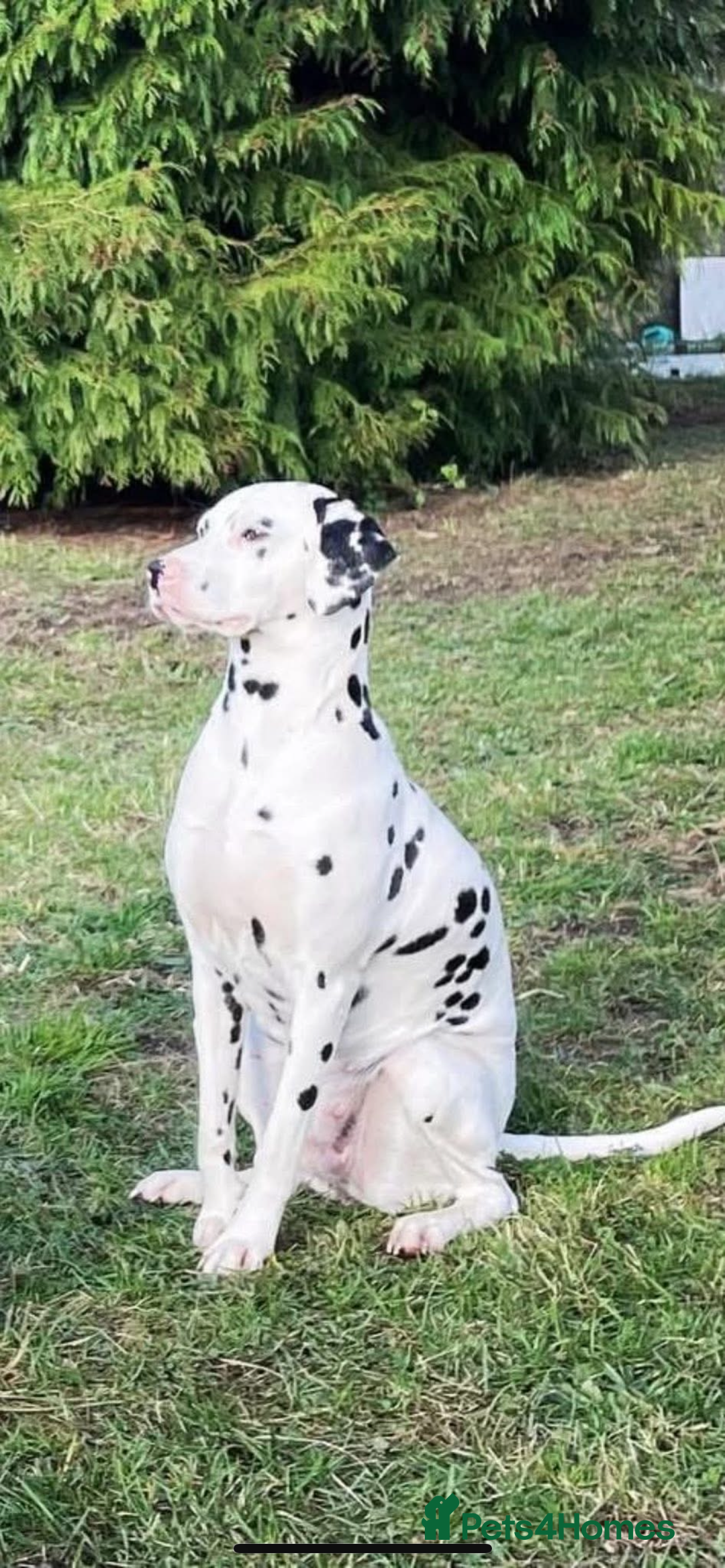 Dalmatian dogs for sale: Dalmatian puppies  - Image 16