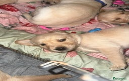 Goldador dogs for sale: Beautiful goldador puppies  - Image 9