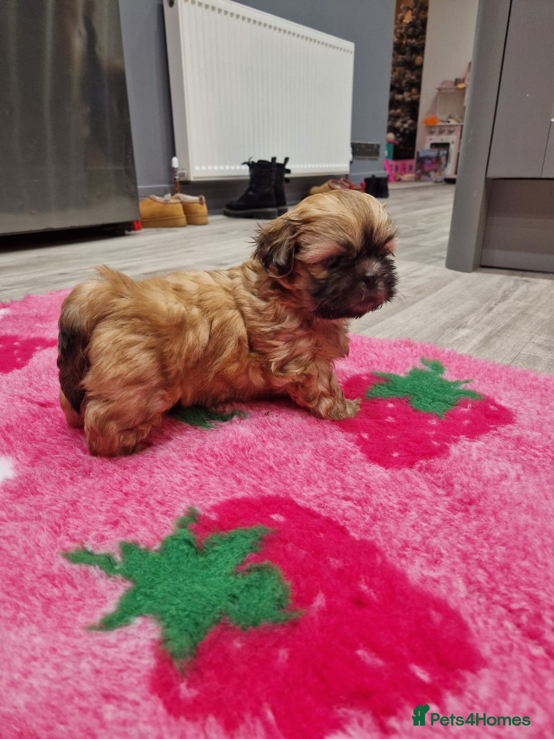 Shih Tzu dogs for sale: Shih Tzu Puppies - Advert 9