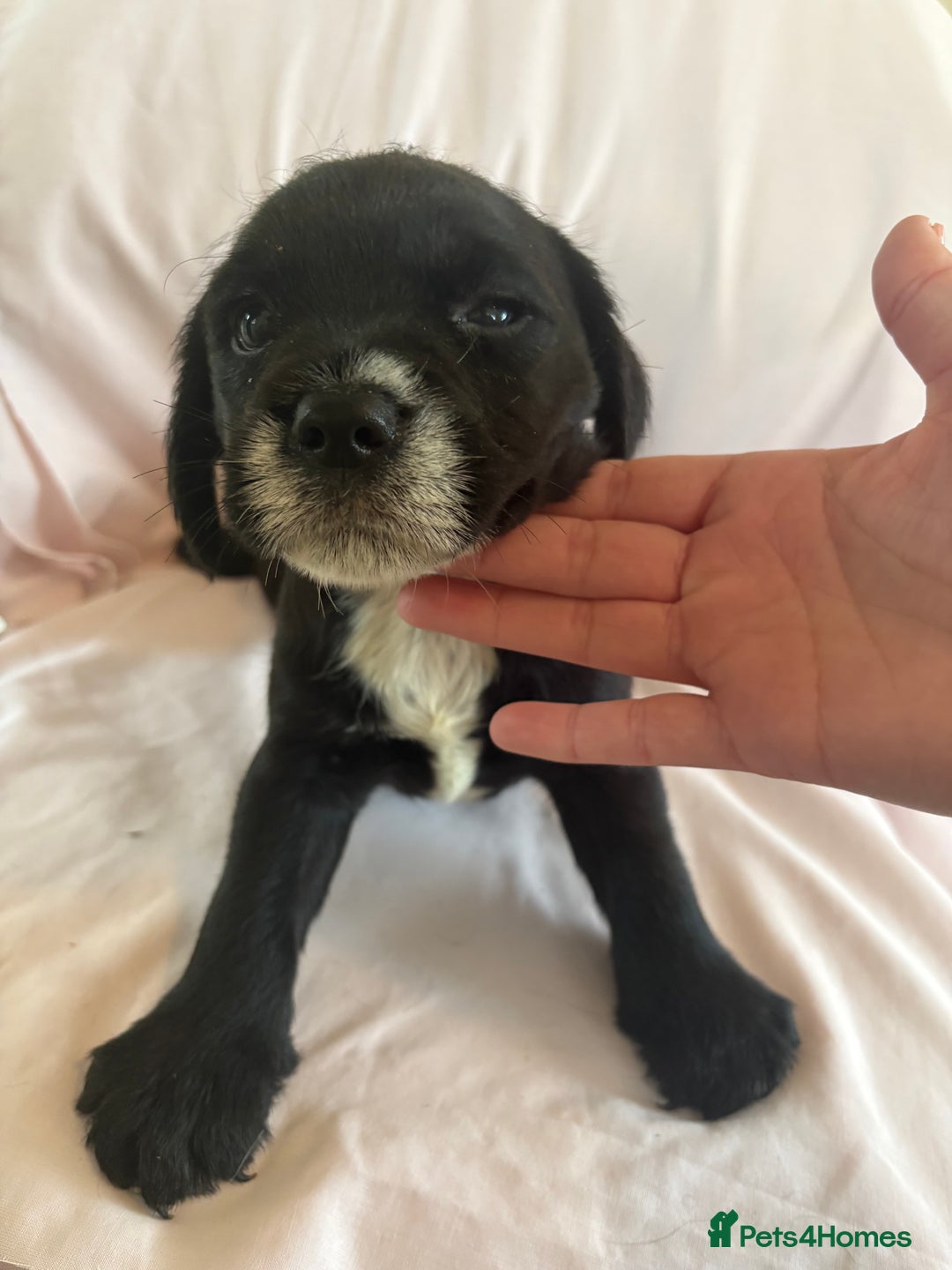 Mixed Breed dogs for sale: Cocker spaniel / border terrier  - Advert 6