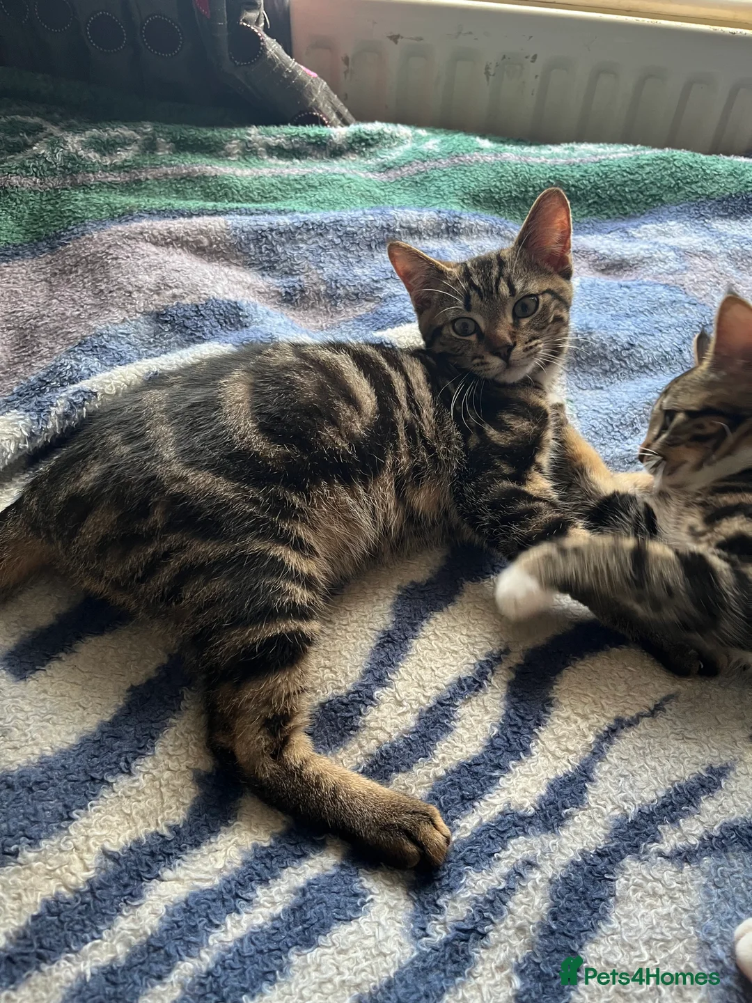 Mixed Breed cats for sale: 3 Kittens for sale - Advert 3