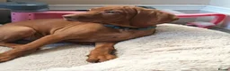 Hungarian Vizsla dogs for sale: * 1 Beautiful Girl Ready For Her New Home * * - Advert 6