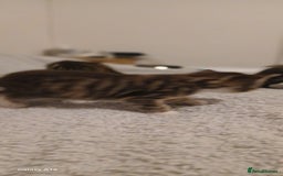 Mixed Breed cats for sale: Tabby kittens - Image 11