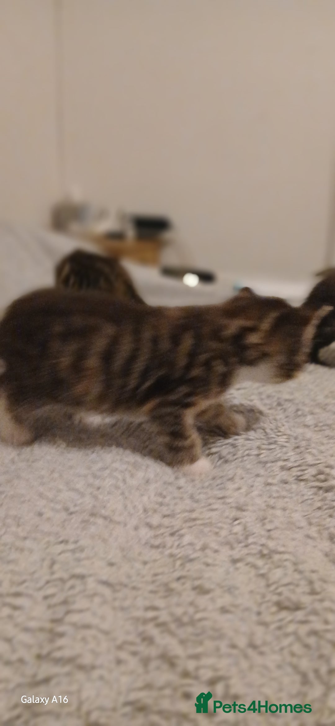 Mixed Breed cats for sale: Tabby kittens - Image 11