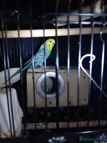 Canaries birds - Advert 19