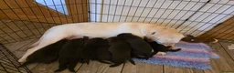 Labrador Retriever dogs for sale: Gorgeous Chocolate Labradors  - Advert 15
