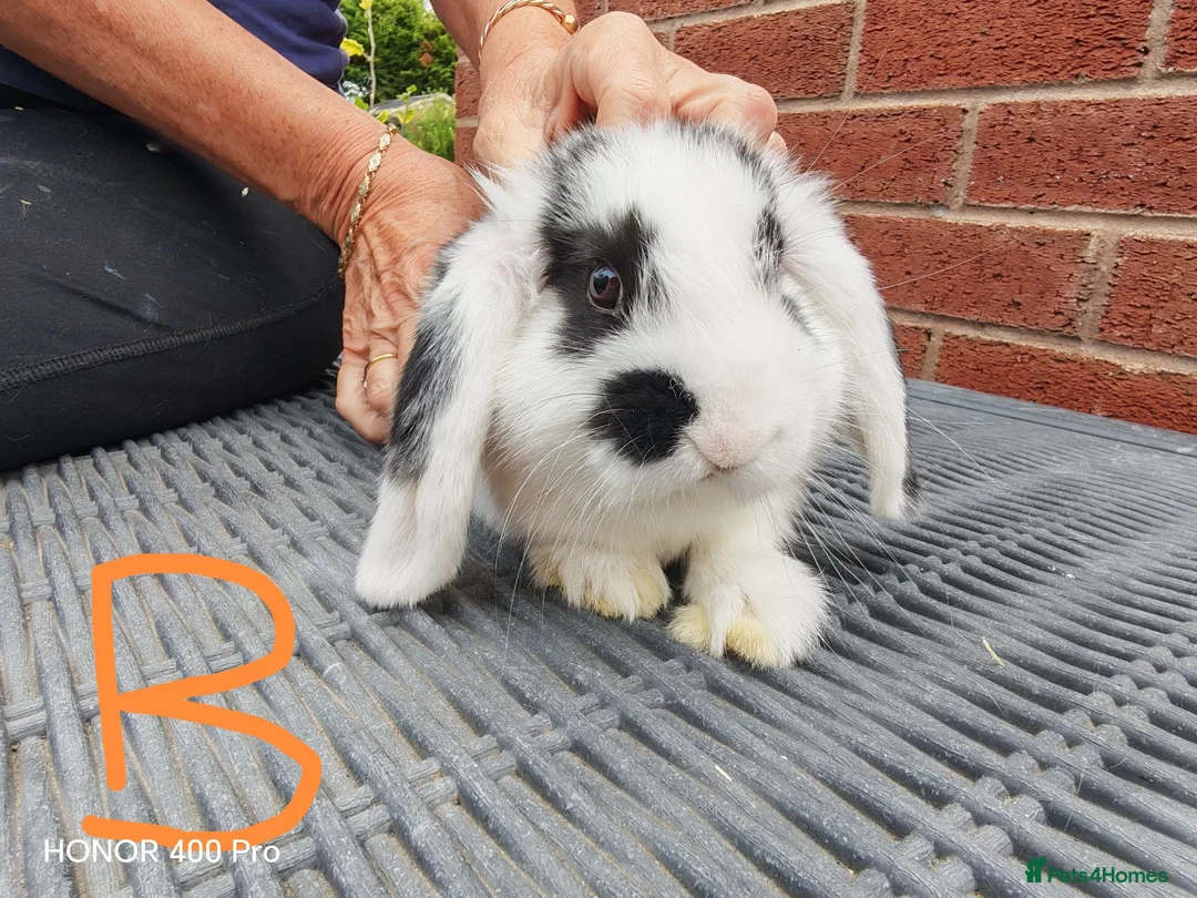 Mini Lop rabbits for sale: Pure Bred Mini Lop - Advert 3