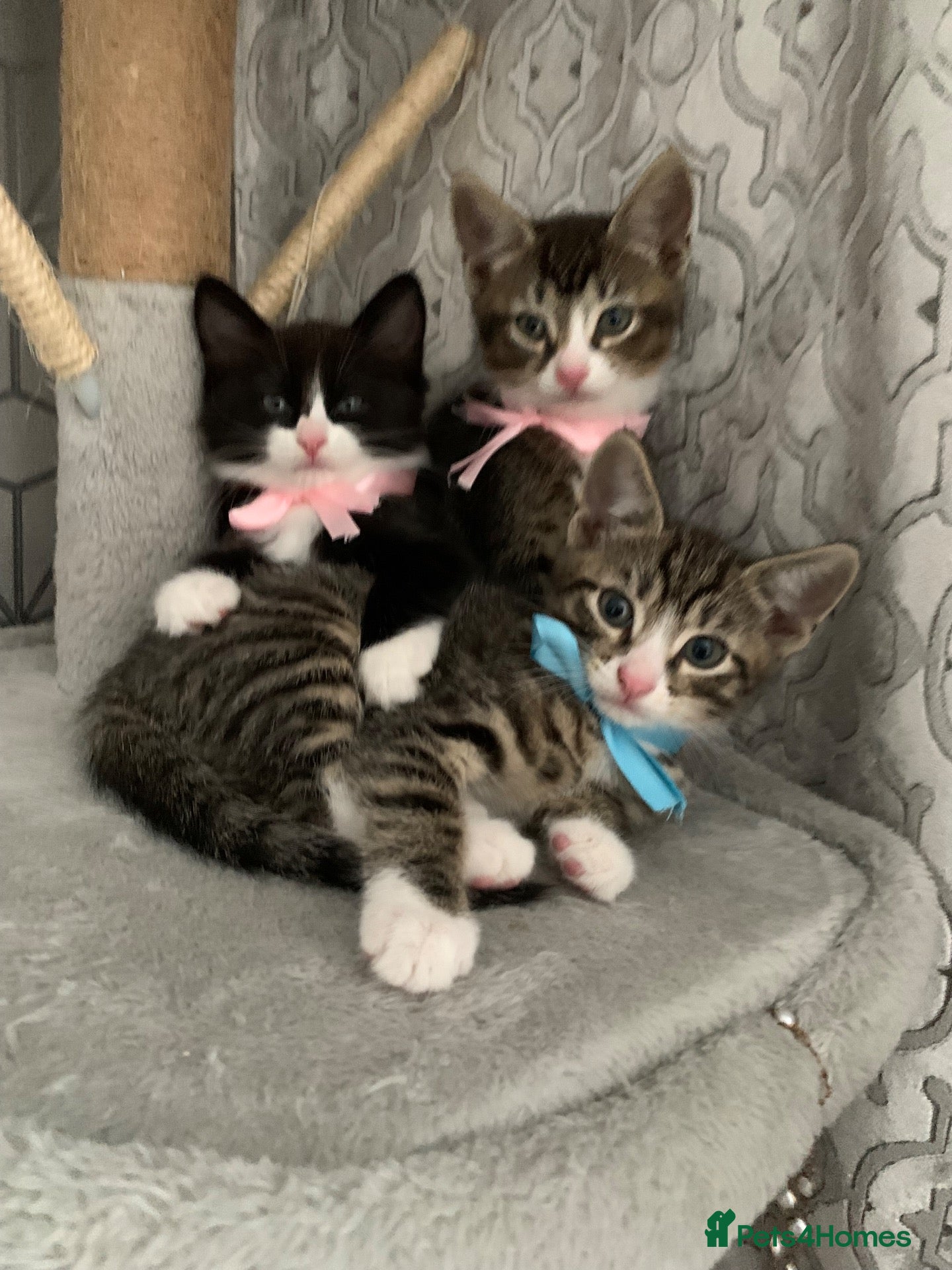 Mixed Breed cats for sale: British Longhair x Domestic shorthair kittens - Advert 2