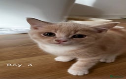 Mixed Breed cats for sale: [READY NOW] British Shorthair x Mainecoon - Image 12