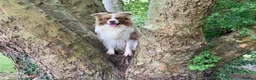 Border Collie dogs for sale: TRAINED BORDER COLLIE DOG BRED FOR TEMPERAMENT - Advert 5