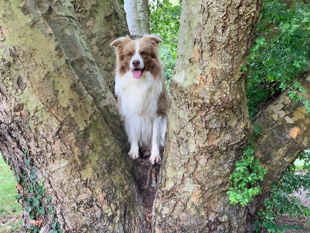 Border Collie dogs for sale: TRAINED BORDER COLLIE DOG BRED FOR TEMPERAMENT - Advert 5