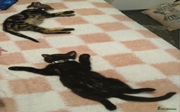 Bengal cats for sale: 2 brothers for sale  - Image 6