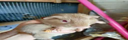 Guinea Pig rodents for sale: Baby guinea pigs males  - Advert 2