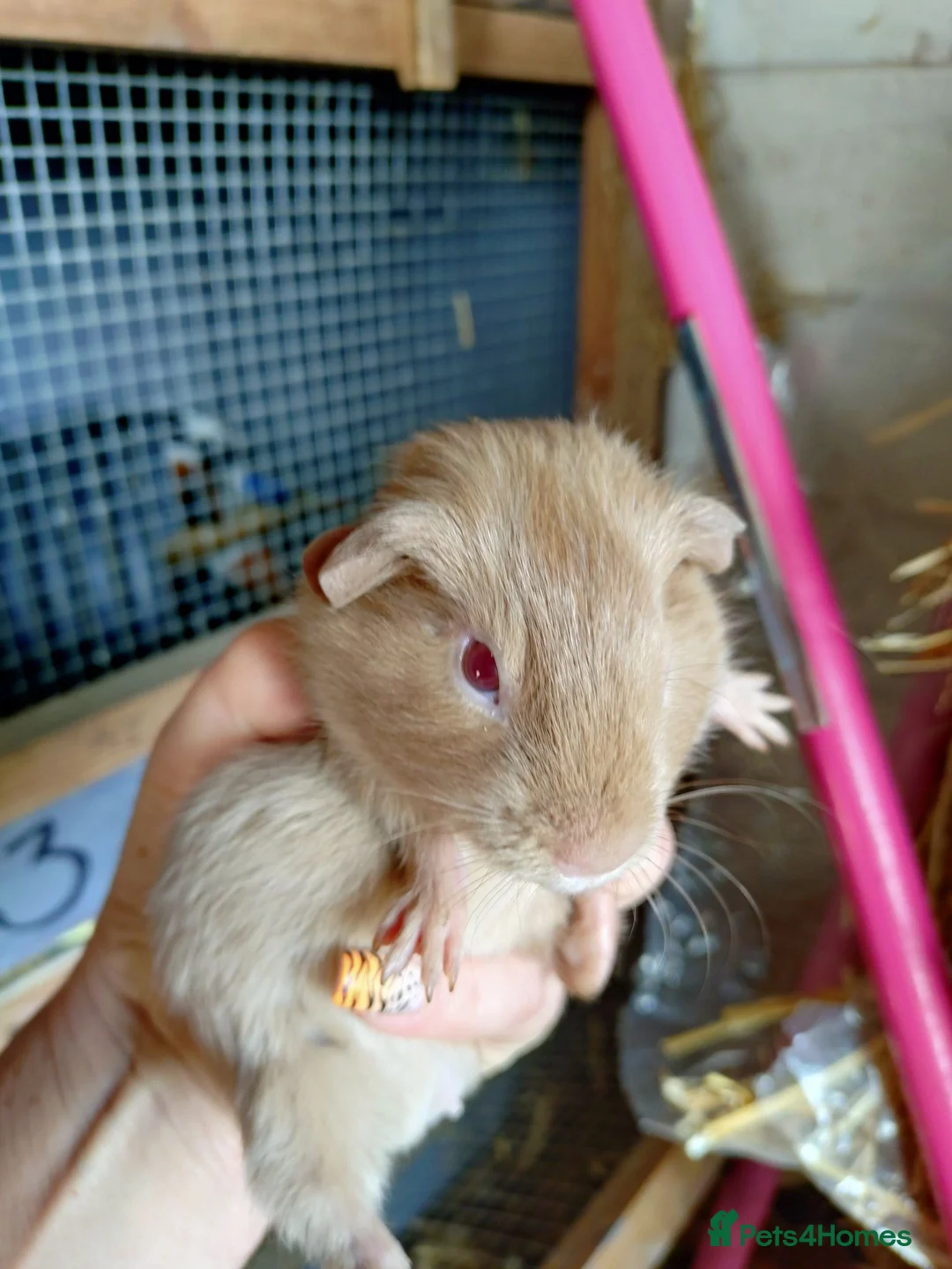 Guinea Pig rodents for sale: Baby guinea pigs males  - Advert 2