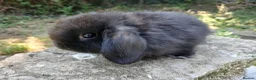 Mini Lop rabbits for sale: Stunning pure bred mjni lop baby rabbits in Llanelli - Advert 5