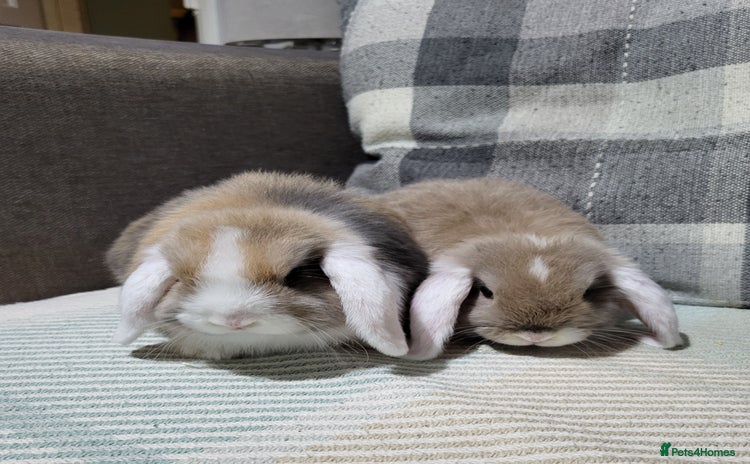 Mini Lop rabbits - Advert 1