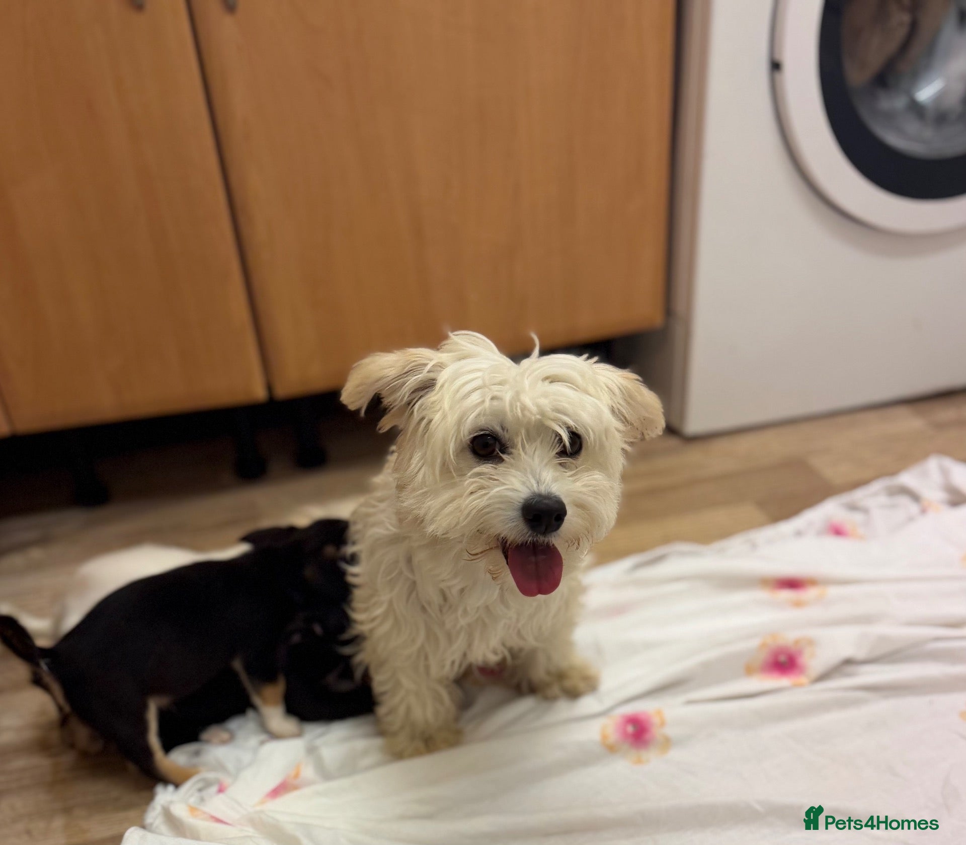 Mixed Breed dogs Maltese cross jackrussel puppies for sale - Advert 1