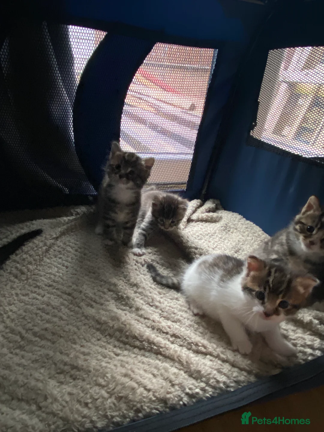 Mixed Breed cats for sale: 4 playful mixed kittens looking for forever homes - Advert 2