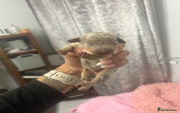 Mixed Breed dogs for sale: Xxx TINY dachshund x chihuahua puppies xxx - Image 15