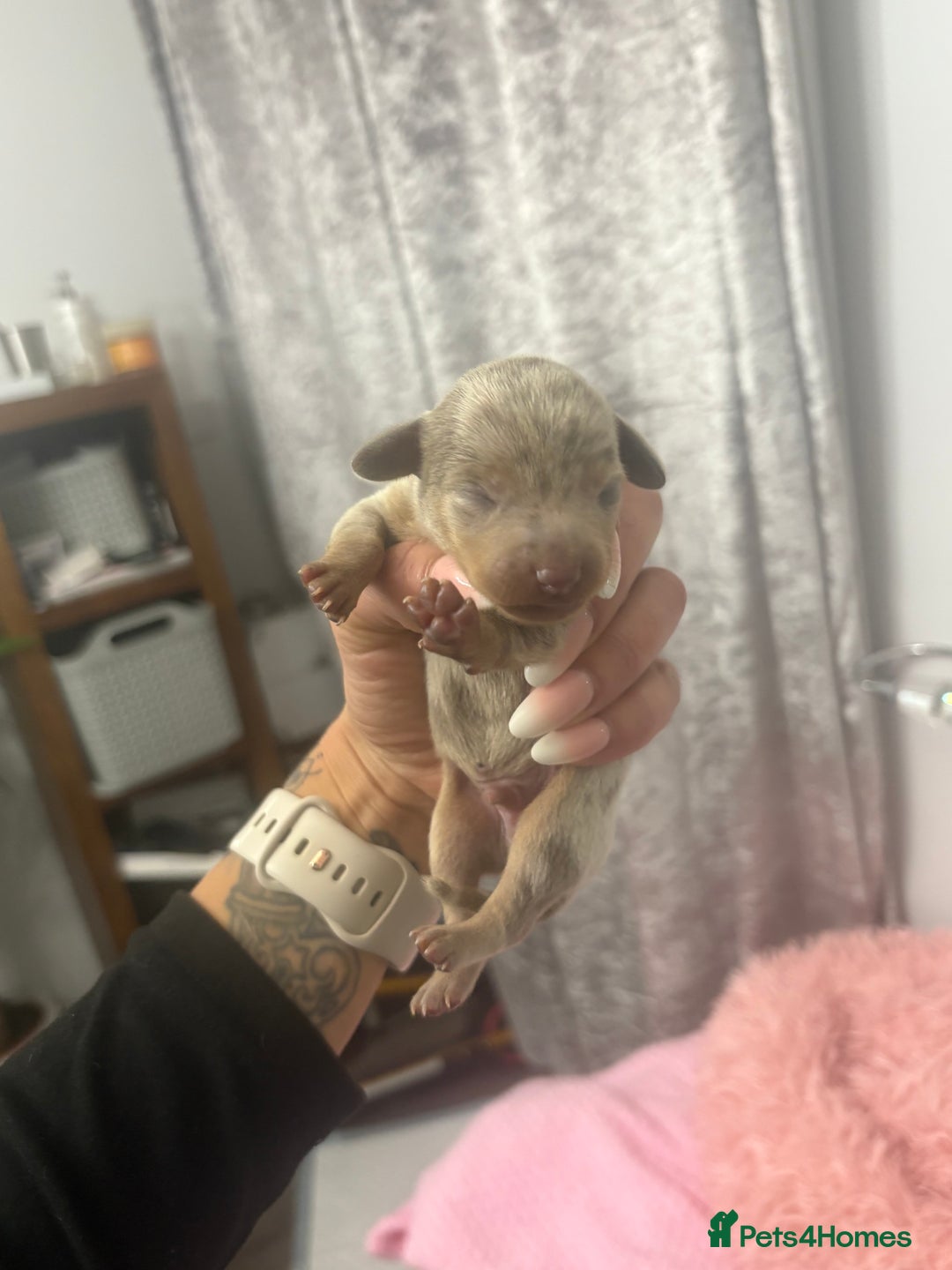 Mixed Breed dogs for sale: Xxx TINY dachshund x chihuahua puppies xxx - Image 15