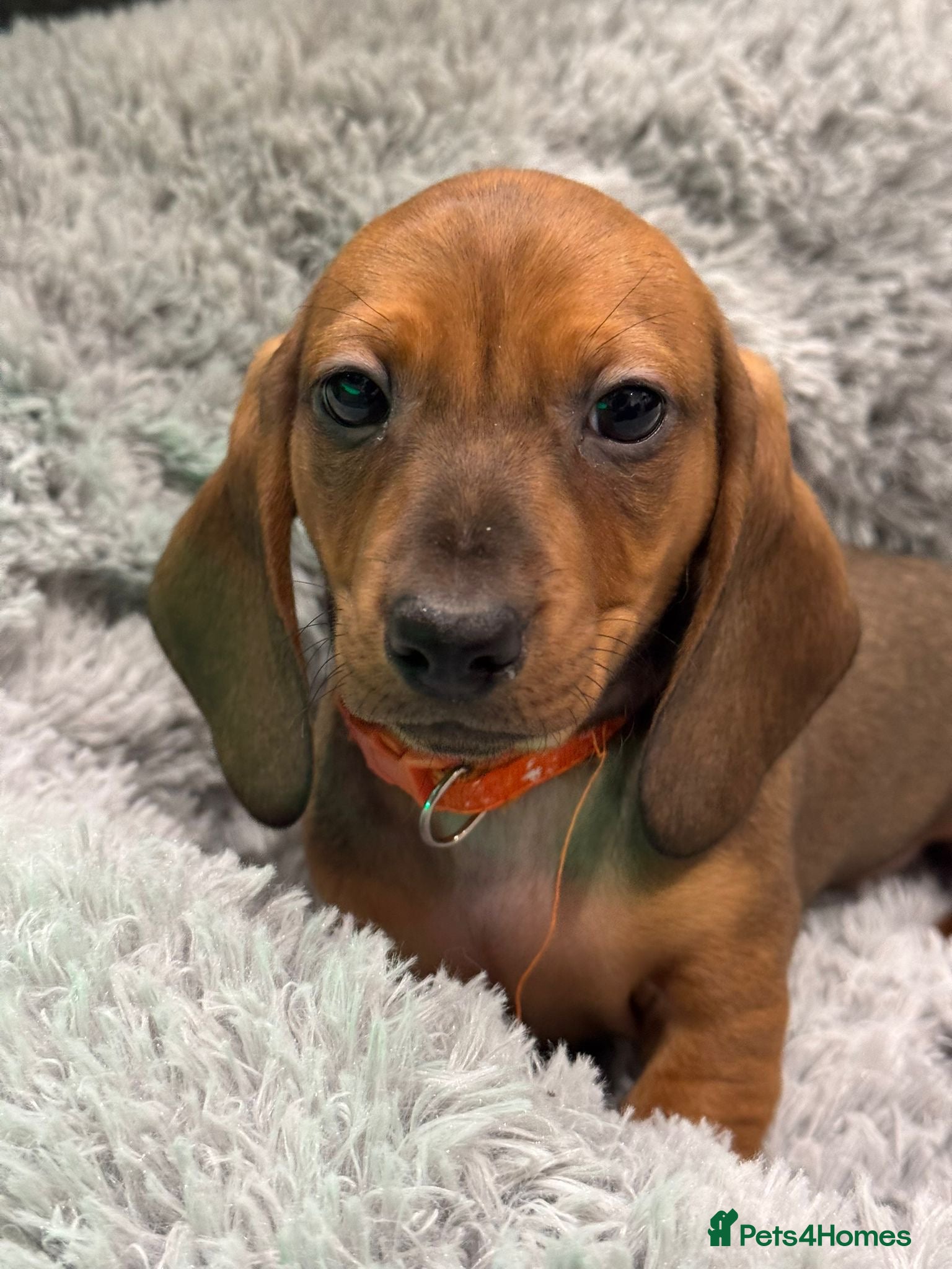 Dachshund dogs Ready to leave!! 3 Standard Dachshund Puppies - Advert 6