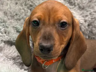 Dachshund dogs Ready to leave!! 3 Standard Dachshund Puppies - Advert 6