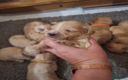 Cockapoo dogs for sale: F1b fully dna health tested toy cockapoos  - Image 6