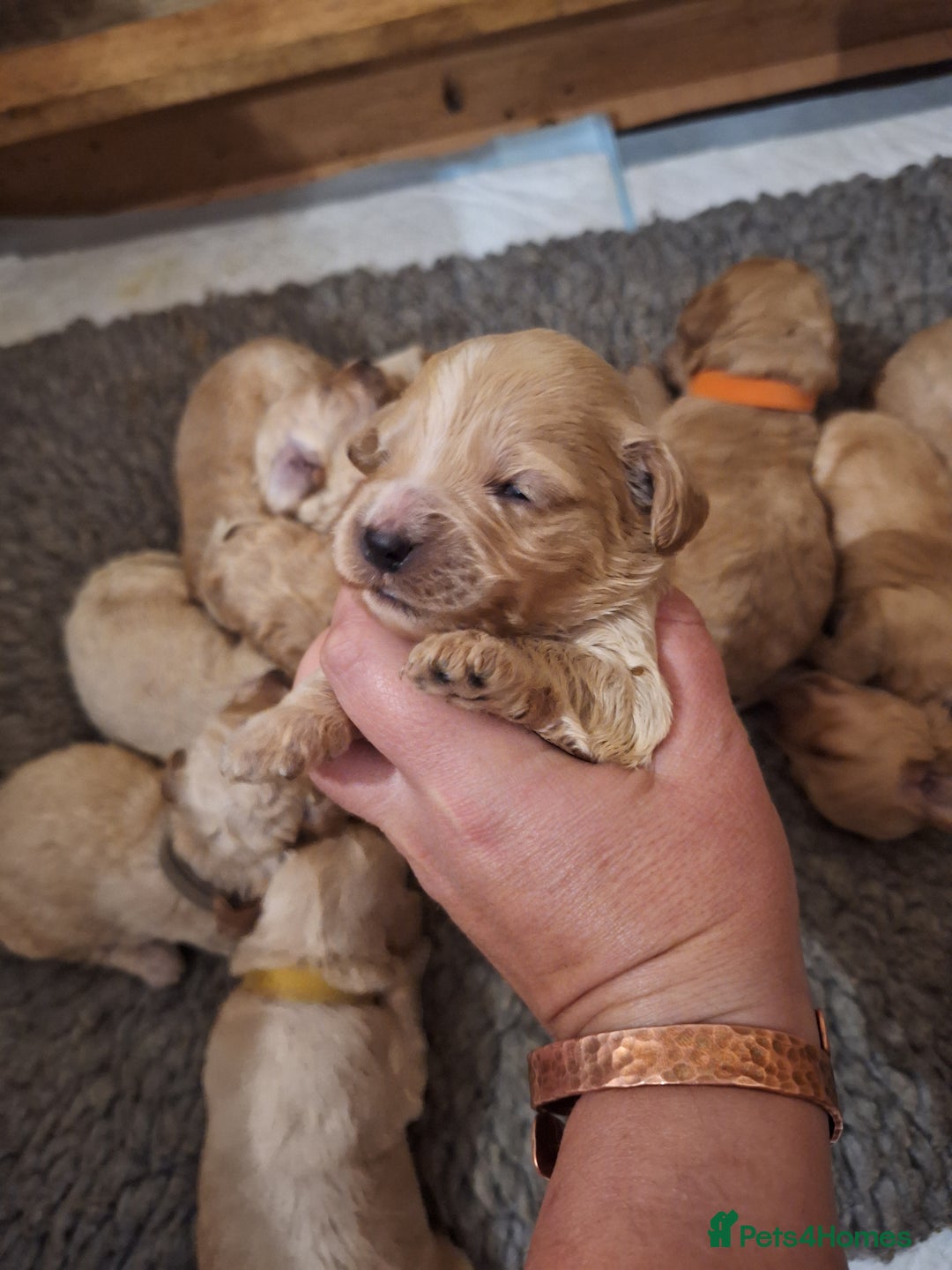 Cockapoo dogs for sale: F1b fully dna health tested toy cockapoos  - Image 6