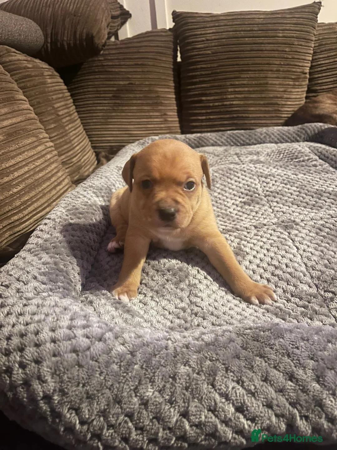 Staffordshire Bull Terrier dogs for sale:  brindle and red Staffordshire bull terriers - Advert 9