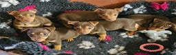 Jack Russell dogs for sale: Gorgeous Chocolate and Tan Jack Russell Puppies - Advert 3
