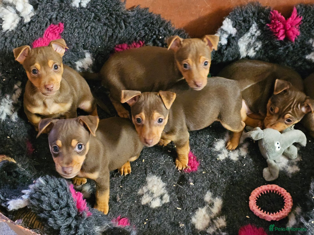 Jack Russell dogs for sale: Gorgeous Chocolate and Tan Jack Russell Puppies - Advert 3