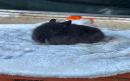Lionhead rabbits for sale: READY TO LEAVE. Double mained lionhead baby’s  - Image 4