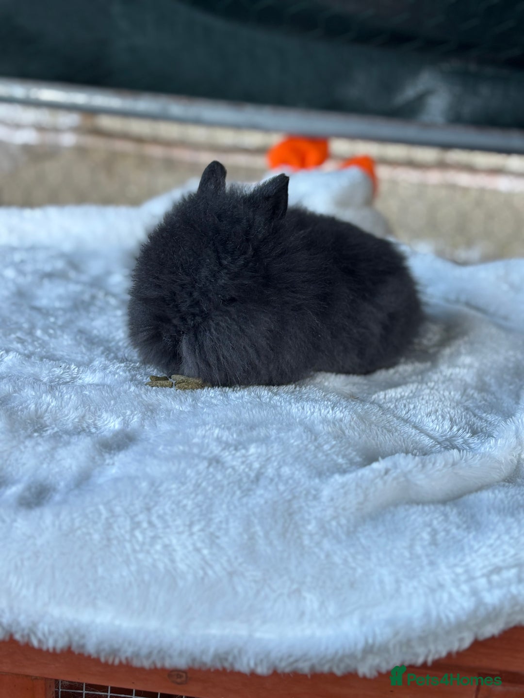 Lionhead rabbits for sale: READY TO LEAVE. Double mained lionhead baby’s  - Image 4