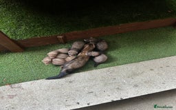 Ferret rodents for sale: Baby Ferrets - Image 1