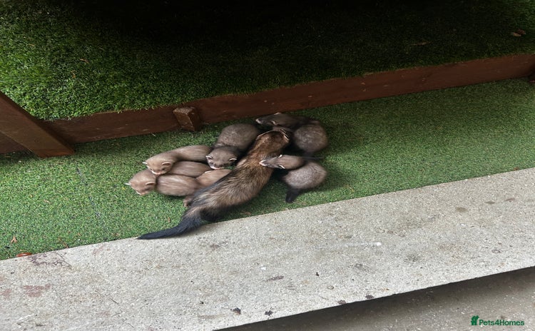 Ferret rodents - Advert 5