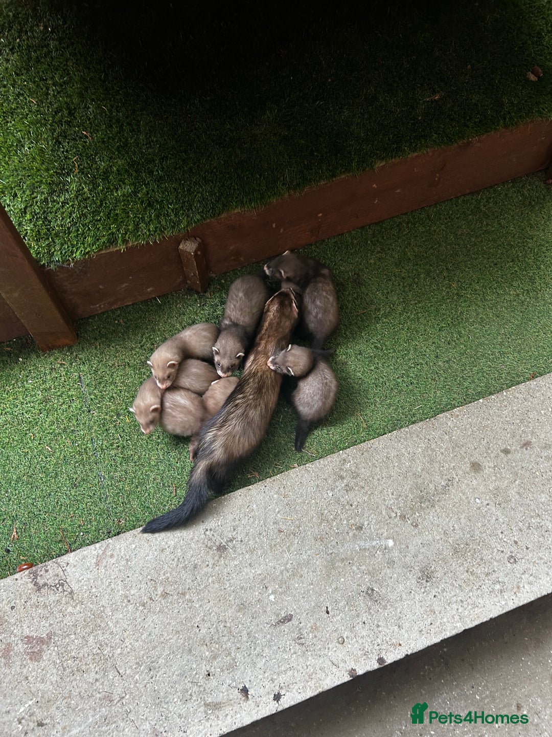 Ferret rodents for sale: Baby Ferrets - Image 1