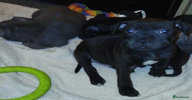 Staffordshire Bull Terrier dogs - Advert 7