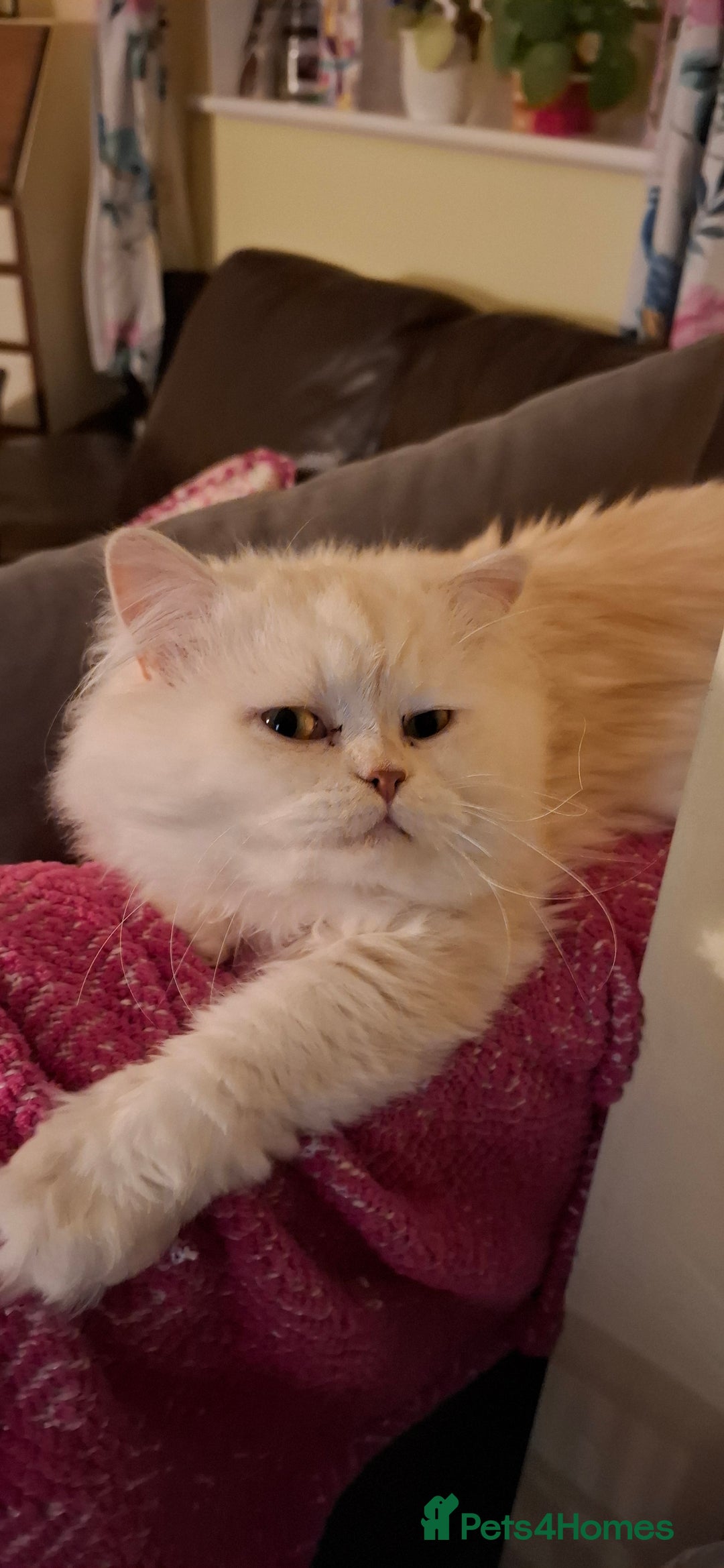 Persian cats for stud: Macaroni - Advert 5