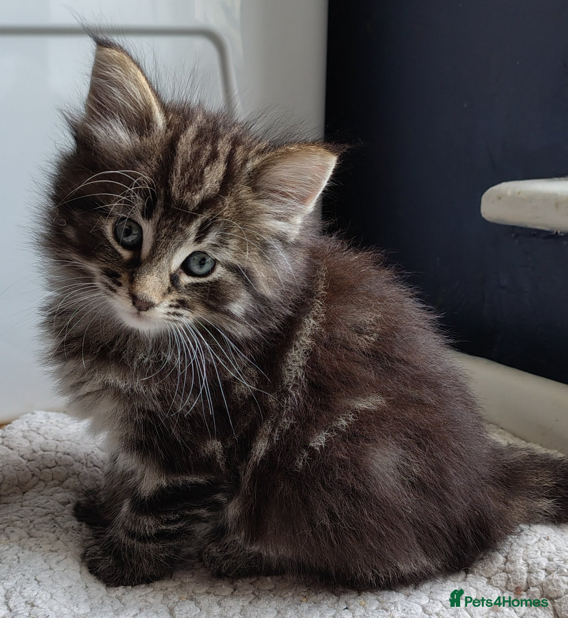 Norwegian Forest Cat cats Beautiful Pedigree Norwegian Forest kittens - Advert 3