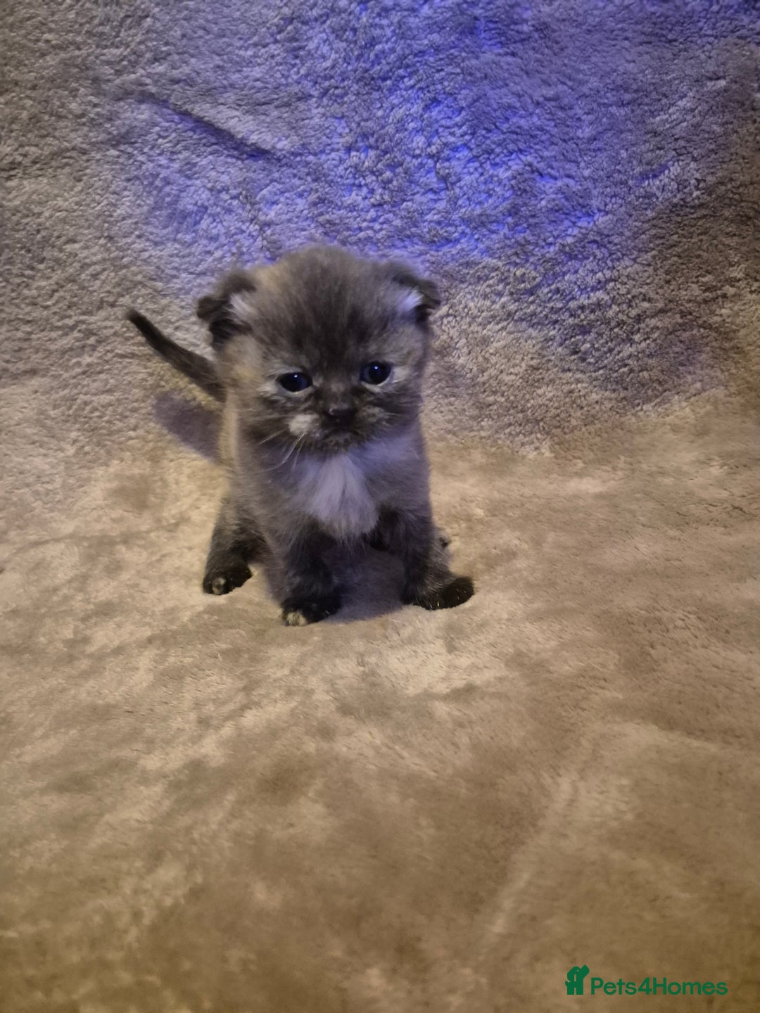 Scottish Fold cats for sale: Tica registered, parents pkd clear - Advert 10