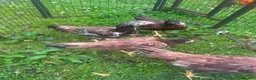 Chickens poultry for sale: Asil pullets born end of January  - Advert 3