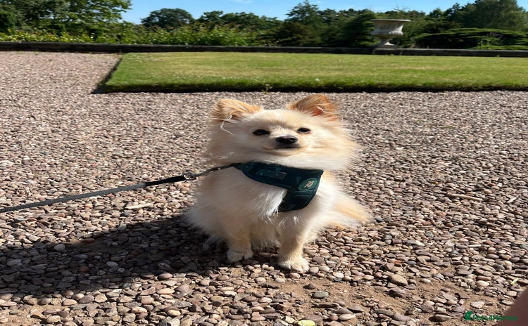 Pomeranian dogs - Advert 16